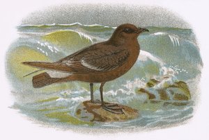 Burza Petrel